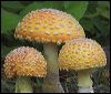 Amanita Mascaria