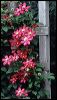 Clematis on Trellis
