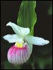 MM6001V Showy Ladyslipper.jpg