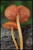 Mushroom 2757