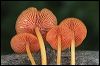 Mushrooms 2744