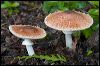 Mushrooms 9456