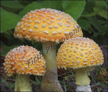 amanita_muscaria__ps2____1f.jpg