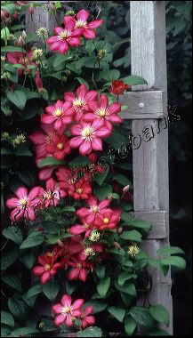 clematis.jpg