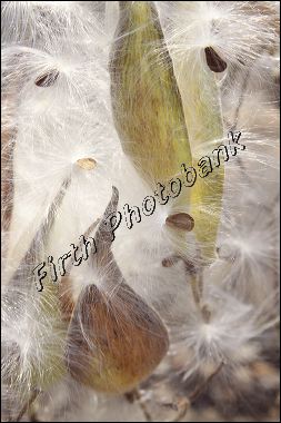 milkweed_seeds_lorezz_a6534.jpg