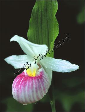 mm6001v_showy_ladyslipper.jpg