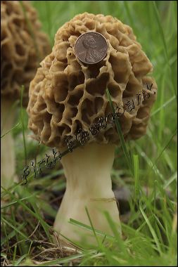 morel__9716.jpg