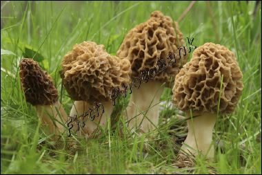 morels__9705.jpg
