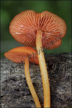 mushroom_2757_1.jpg