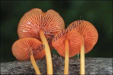 mushrooms__2744_1.jpg