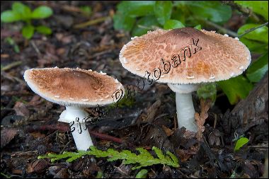 mushrooms__lorezz9456_1.jpg