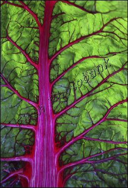 veggie_5356_lorzz__1.jpg