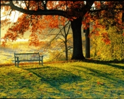 Arboretum Fall Bench