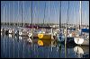 Bunch a Sailboats