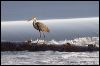 Heron _7123.tif