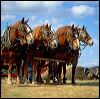 Work Horses  WI0053.tif