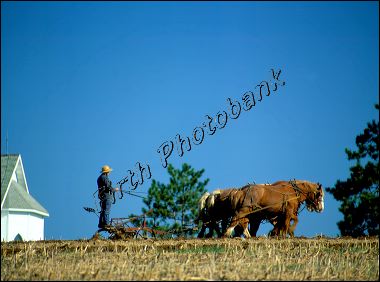 amish_man_with_work_hors_19.jpg