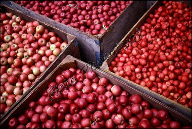 apples_in_wood_boxes.jpg