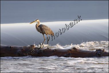 heron__7123.jpg